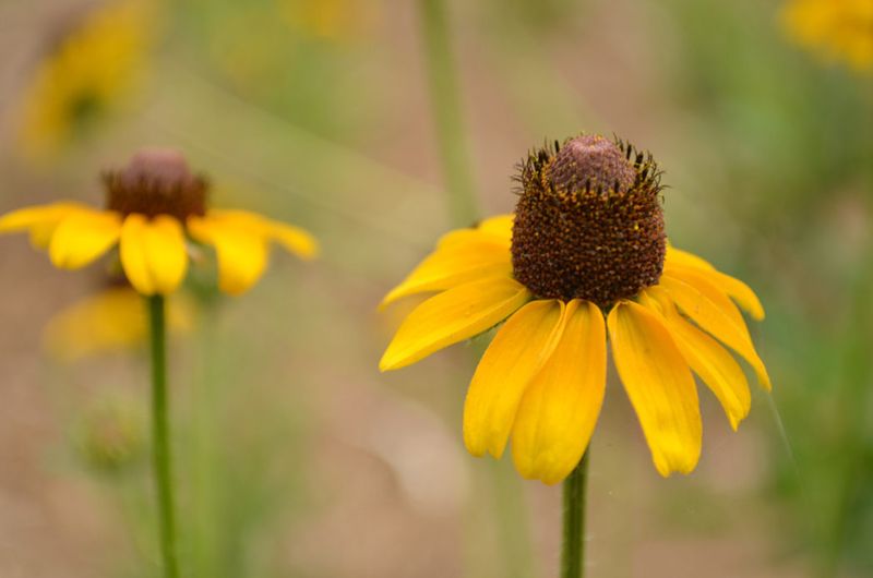Black-Eyed Susan Wins Hearts With Its Friendly Face