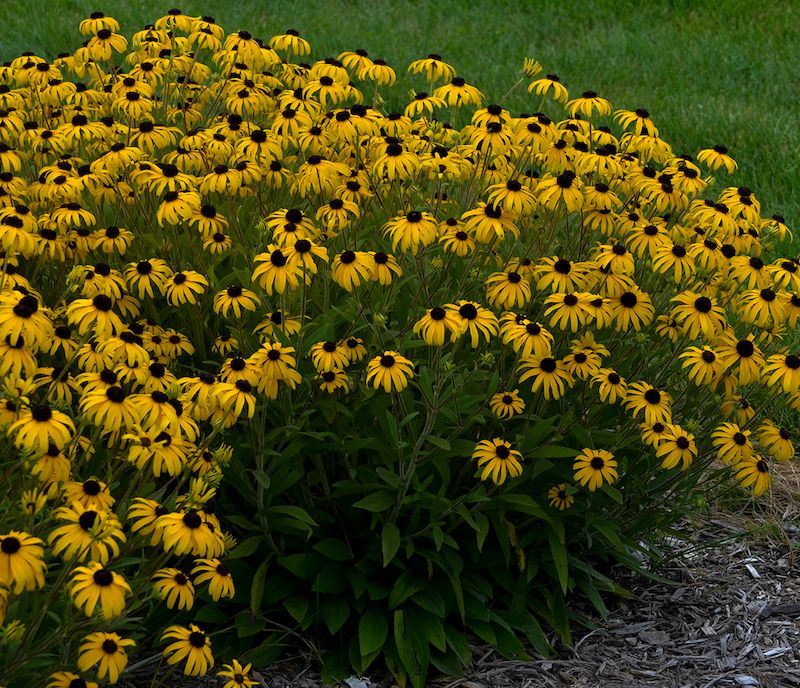 Black-Eyed Susans Fill Gaps Fast Black-Eyed Susans Fill Gaps Fast
