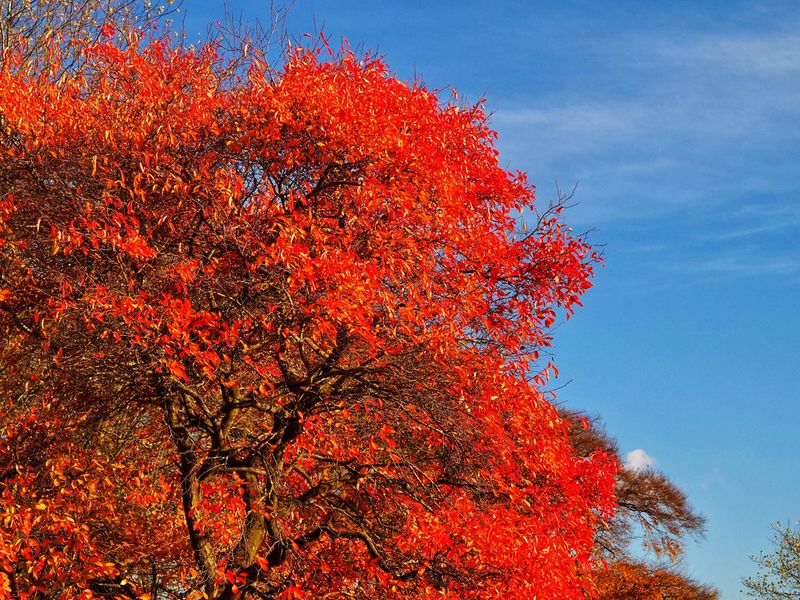 Black Gum Lights Up With Some Of The Fiercest Red Fall Color Around Black Gum Lights Up With Some Of The Fiercest Red Fall Color Around