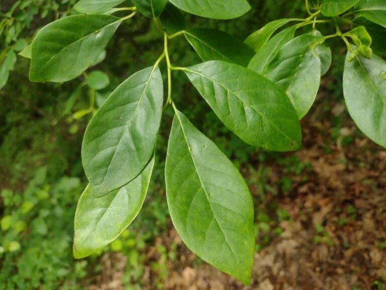 The Alabama Native Tree That Creates Dense Shade Without Constant Cleanup
