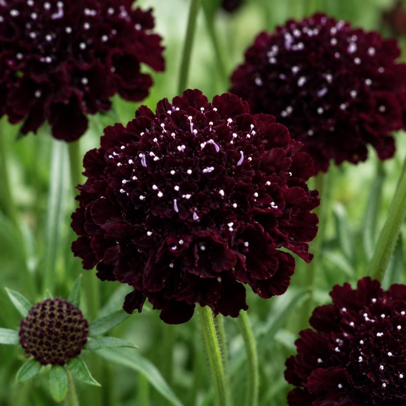 Black Knight Scabiosa Blooms In Dark Wine