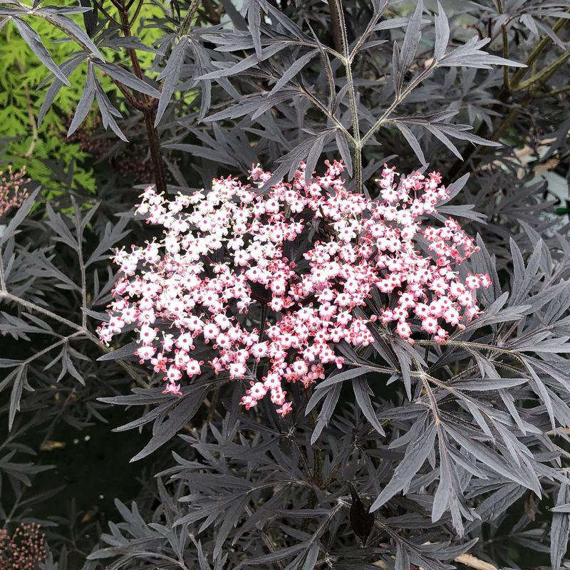 Black Lace Elderberry Shows Off Dark, Lacy Foliage Until Leaf Drop