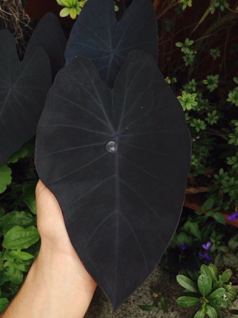 Black Magic Elephant Ear Towers Like A Monster Leaf