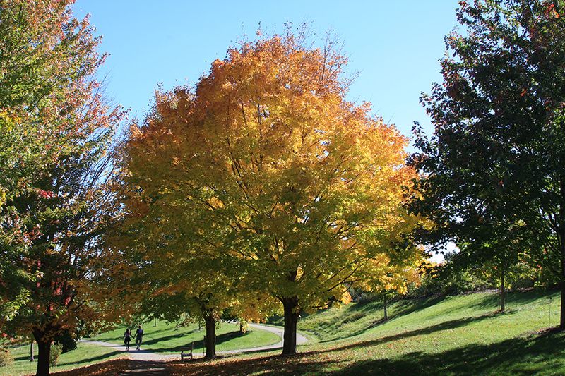 Black Maple Is A Lesser-Known Native Choice Black Maple Is A Lesser-Known Native Choice