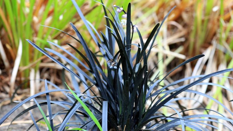 Black Mondo Grass Creates Inky Ribbons