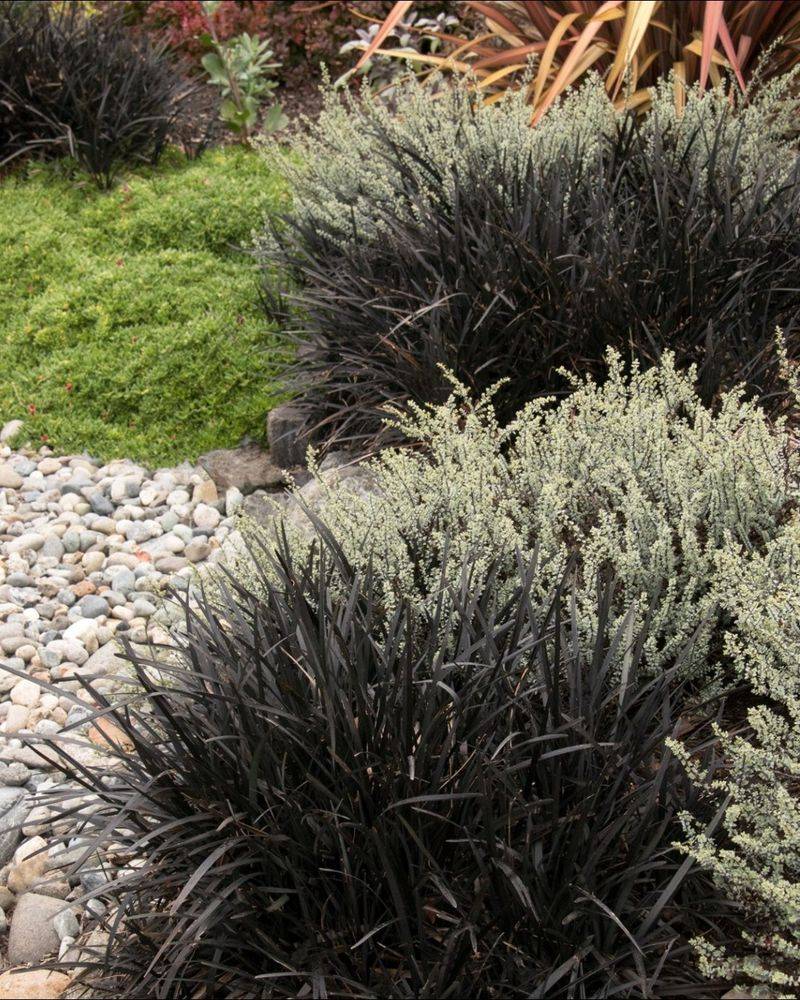 Black Mondo Grass For Year-Round Dark Edging Black Mondo Grass For Year-Round Dark Edging