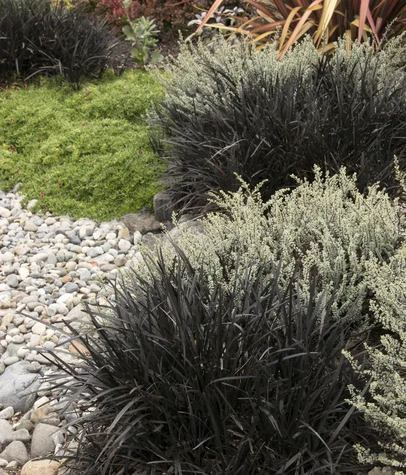 Black Mondo Grass Holds Its Inky Leaves Through Winter