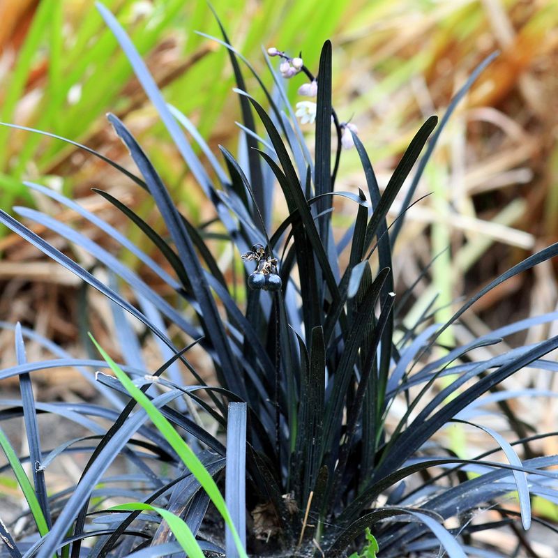Black Mondo Grass Offers Year-Round Mystery
