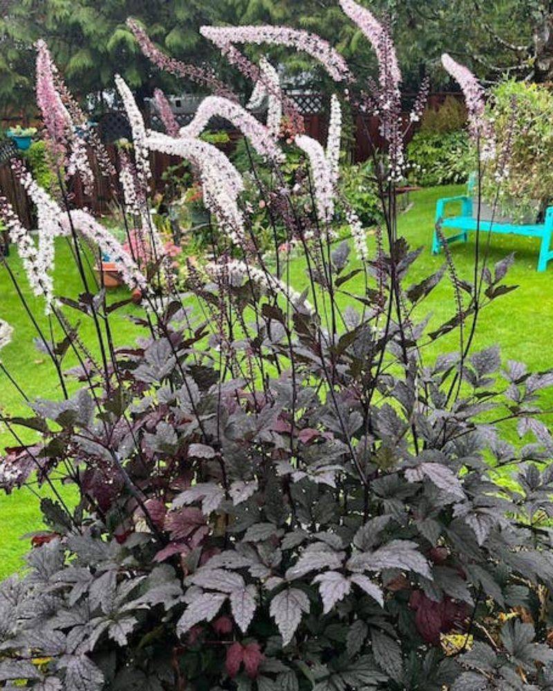 Black Negligee Bugbane Adds Ghostly Spires