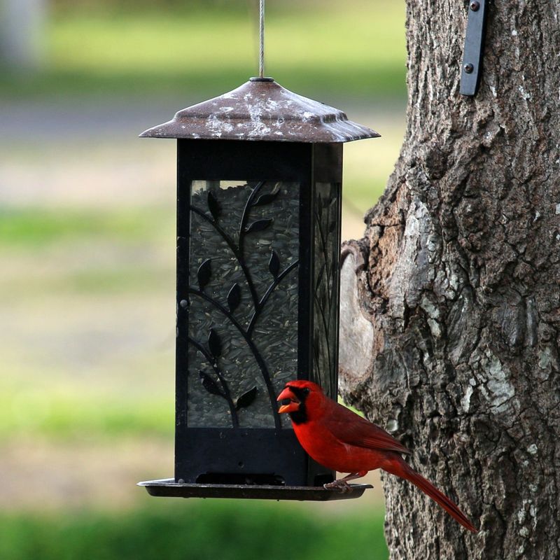 Black Oil Sunflower Seed Wins Over the Most Birds Black Oil Sunflower Seed Wins Over the Most Birds