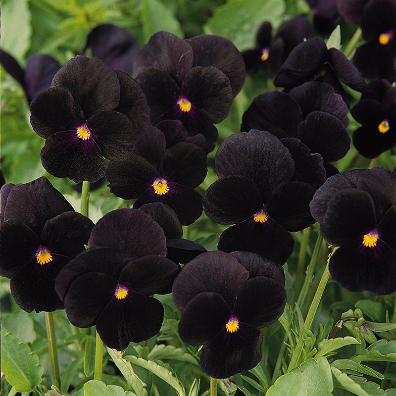 Black Pansies Bring Velvet Drama