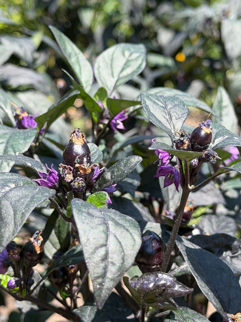'Black Pearl' Ornamental Pepper Delivers Halloween Colors