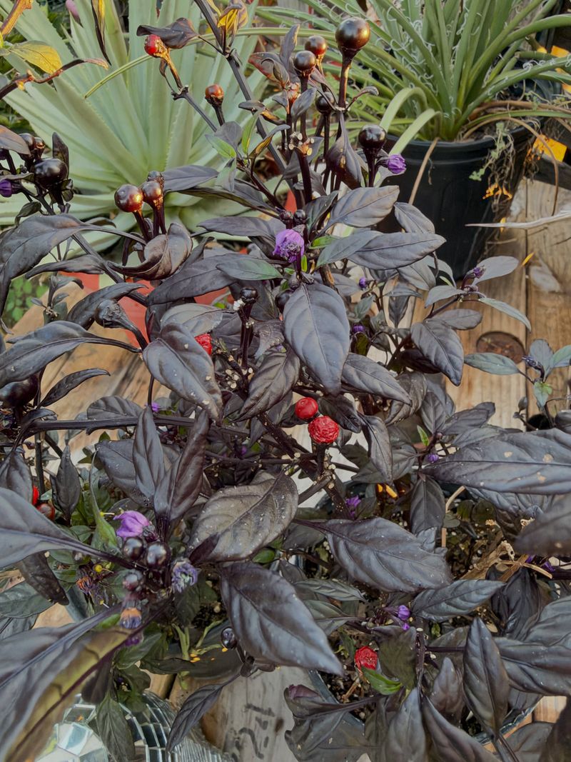 'Black Pearl' Ornamental Pepper With Halloween Colors 'Black Pearl' Ornamental Pepper With Halloween Colors