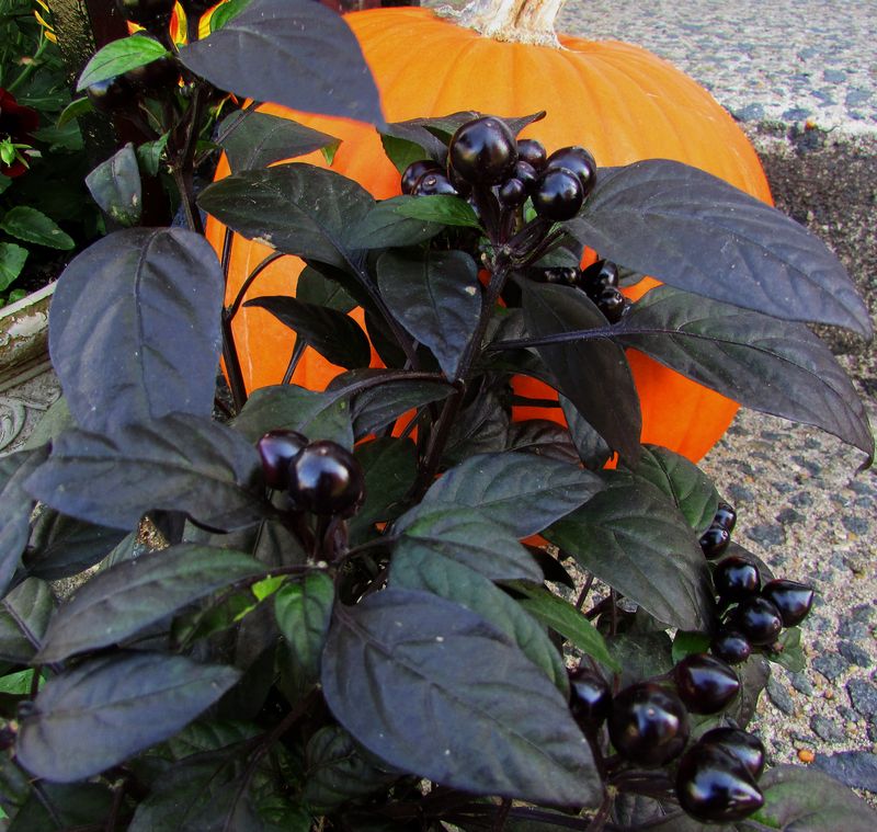 Black Pearl Pepper Hangs Glossy Black Fruit