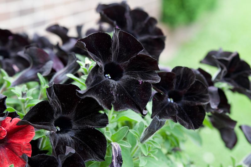 Black Petunias That Bring Inky Drama Black Petunias That Bring Inky Drama