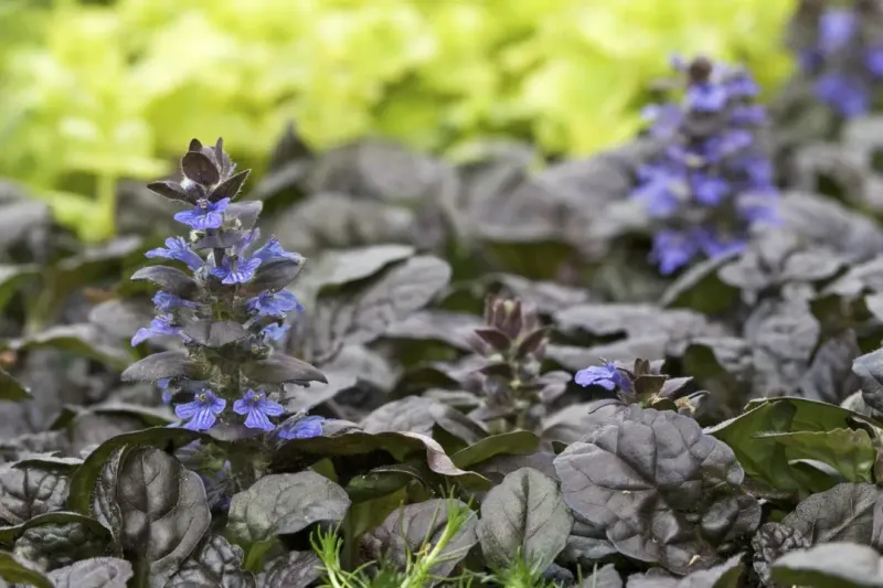 Black Scallop Ajuga Carpets The Ground