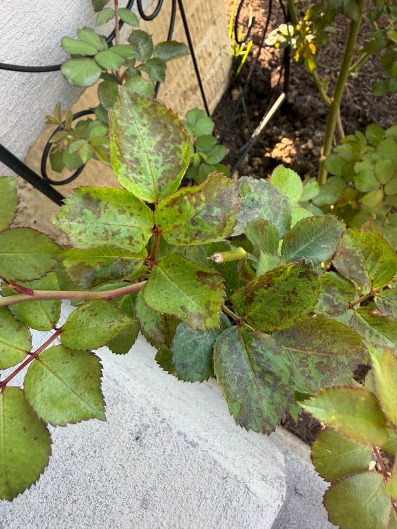Black Spot Leaves Should Still Be Cleared From Beds Black Spot Leaves Should Still Be Cleared From Beds