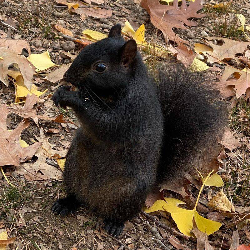 Black Squirrels Are Gray Squirrels With A Dark Coat