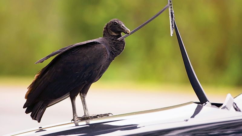 Black Vultures Can Tear Up Screens And Shingles Black Vultures Can Tear Up Screens And Shingles