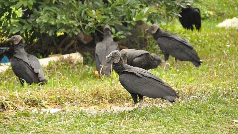 Black Vultures Stay Put All Year Black Vultures Stay Put All Year