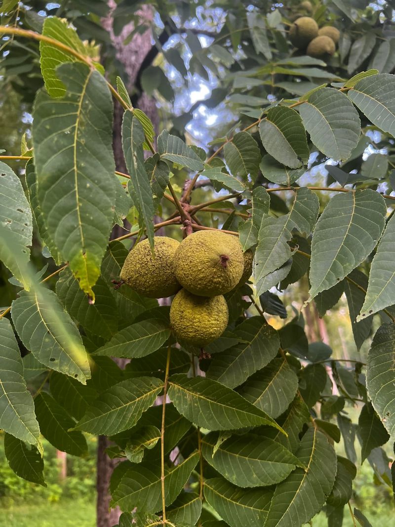 Black Walnut Is The Worst Offender Black Walnut Is The Worst Offender