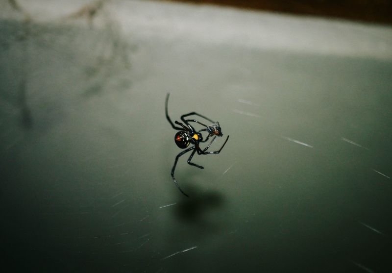 Black Widow Lurking In The Woodpile