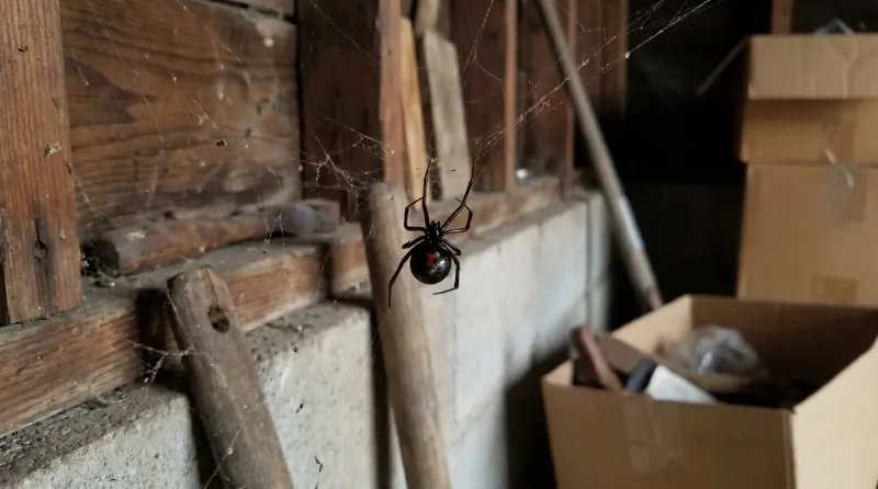 Black Widow Spiders Hiding In Garages Black Widow Spiders Hiding In Garages