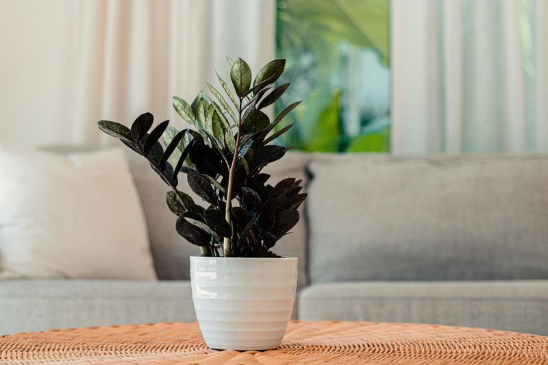 Black ZZ Plant Has Glossy, Inky Leaves