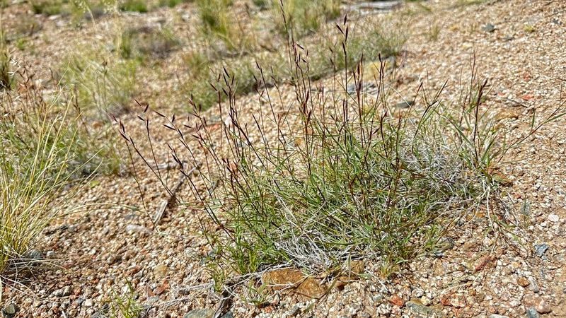 Black grama formed extensive stands in parts of southeastern Arizona Black grama formed extensive stands in parts of southeastern Arizona