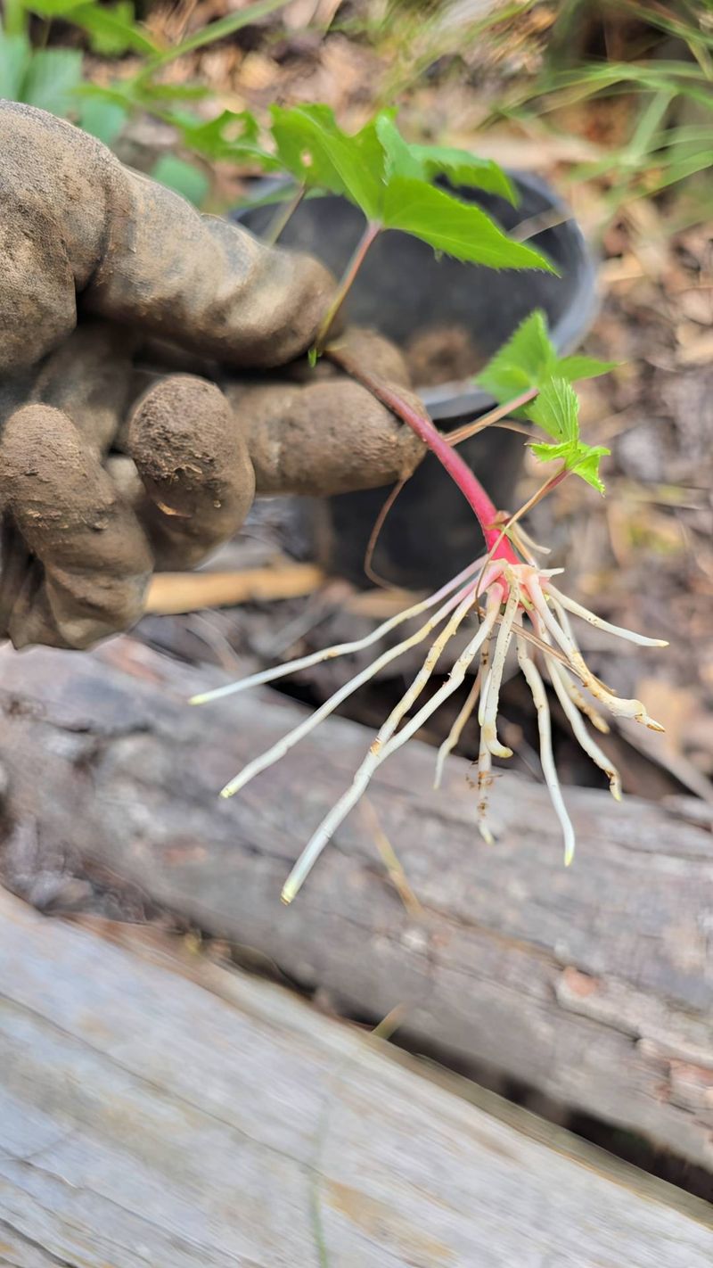 Blackberry Tip Layers Rooting This Fall
