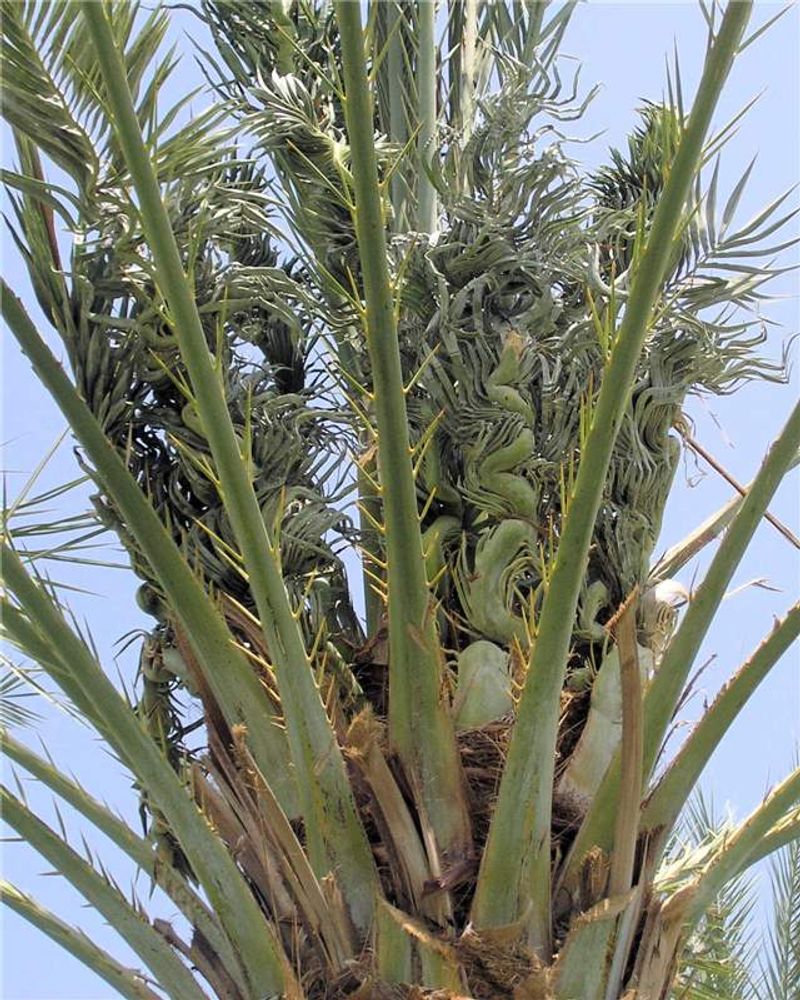 Blackened Flower Clusters Are Another Early Sign