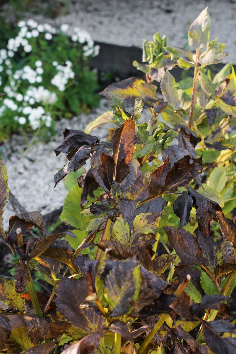 Blackened Foliage Means Dahlias Need Digging