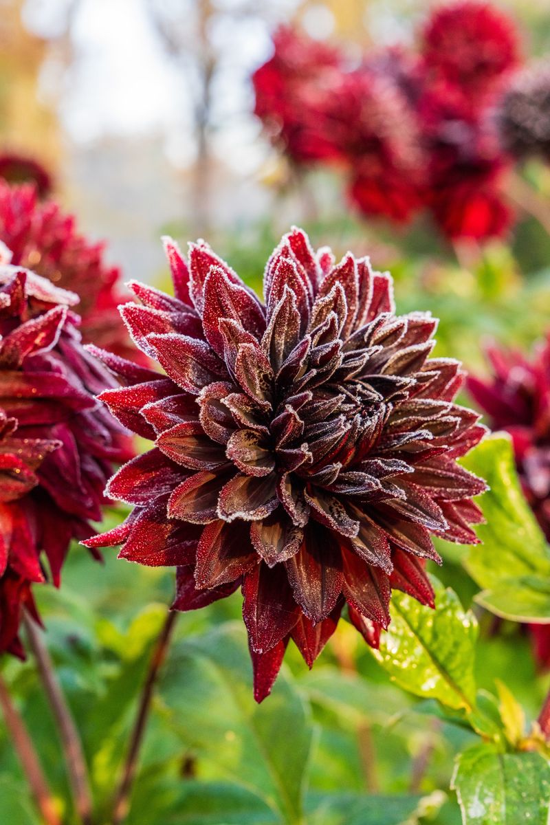 Blackened Foliage Means The Growing Season Is Finished Blackened Foliage Means The Growing Season Is Finished