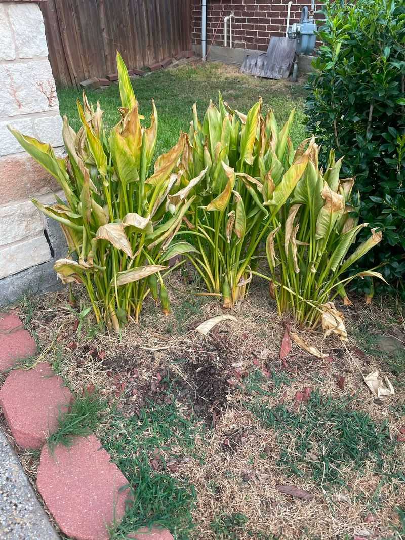 Blackened Leaves Do Not Always Mean The Rhizomes Are Lost Blackened Leaves Do Not Always Mean The Rhizomes Are Lost
