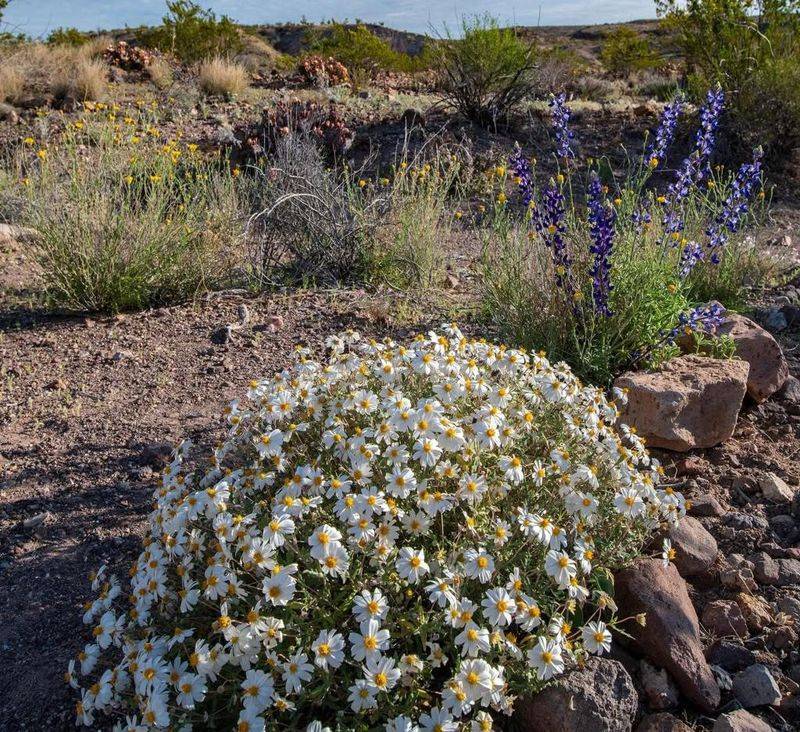 Blackfoot Daisy (Melampodium leucanthum) Blackfoot Daisy (Melampodium leucanthum)