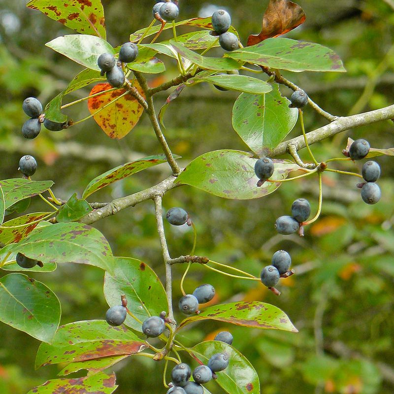 Blackgum