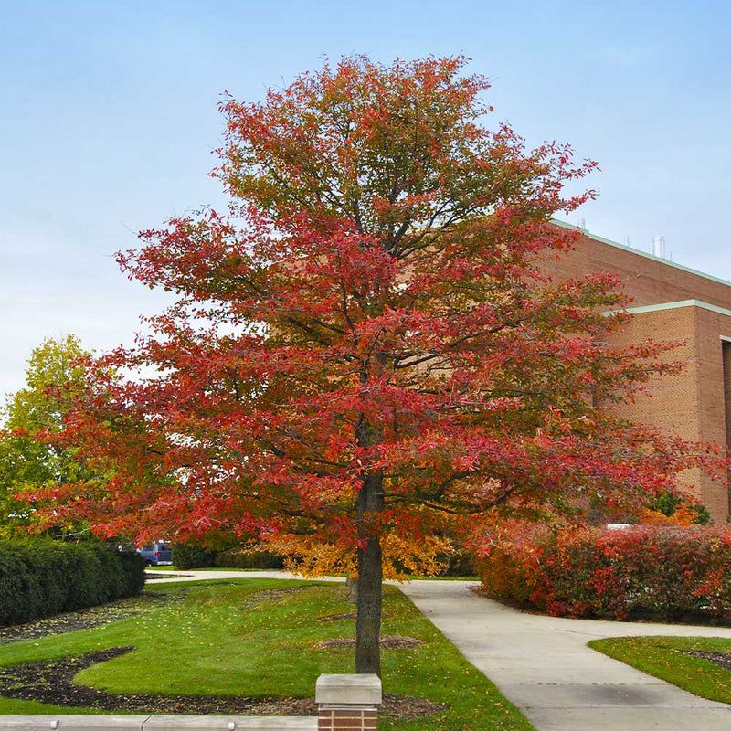 Blackgum Brings Fiery Fall Color To Virginia Neighborhoods