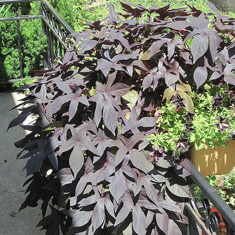 'Blackie' Sweet Potato Vine For Trailing Shadows 'Blackie' Sweet Potato Vine For Trailing Shadows