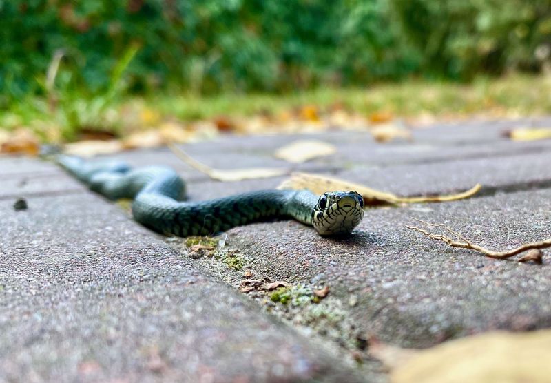 Blacktop And Patio Stones Act Like Giant Heating Pads For Snakes Blacktop And Patio Stones Act Like Giant Heating Pads For Snakes