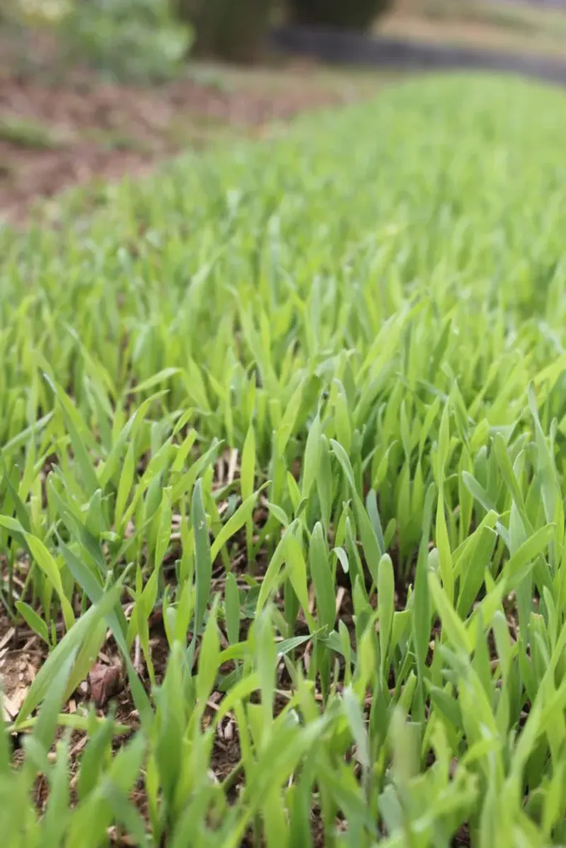 Blanket Empty Beds With Cereal Rye