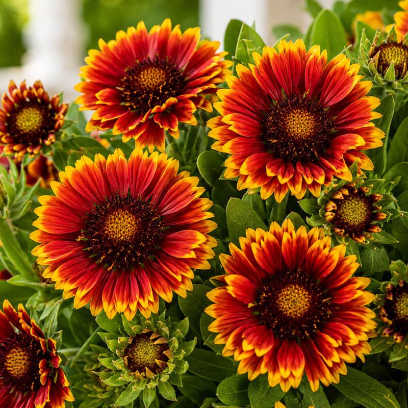Blanket Flower
