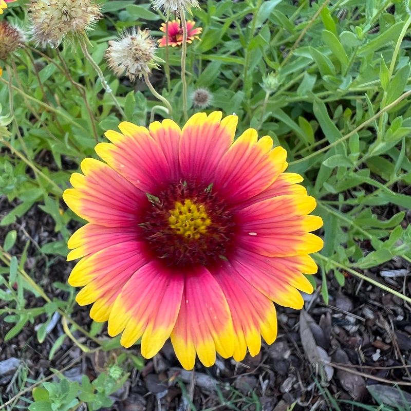 Blanketflower Thrives In Dry, Sunny, Salty Spots
