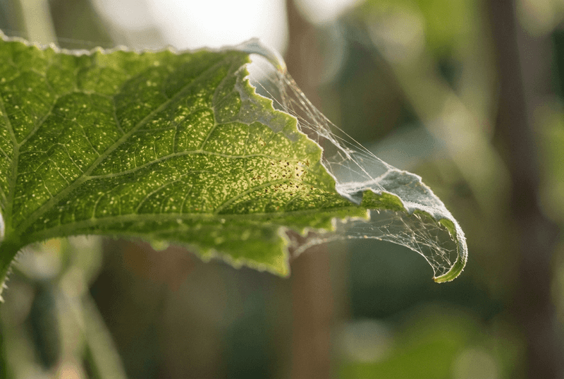 Blast Leaf Undersides With Water