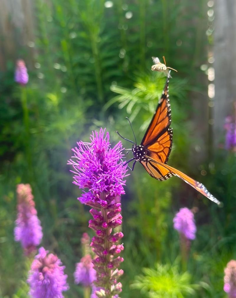 Blazing Star