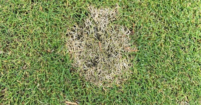Bleached Straw Spots Point To Dollar Spot Bleached Straw Spots Point To Dollar Spot