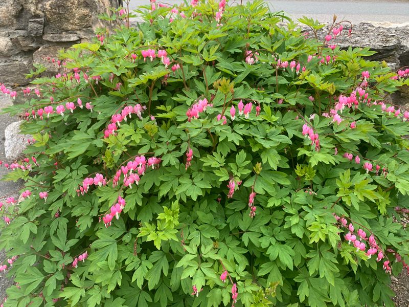 Bleeding Heart For Old-Fashioned Charm In Shade Bleeding Heart For Old-Fashioned Charm In Shade