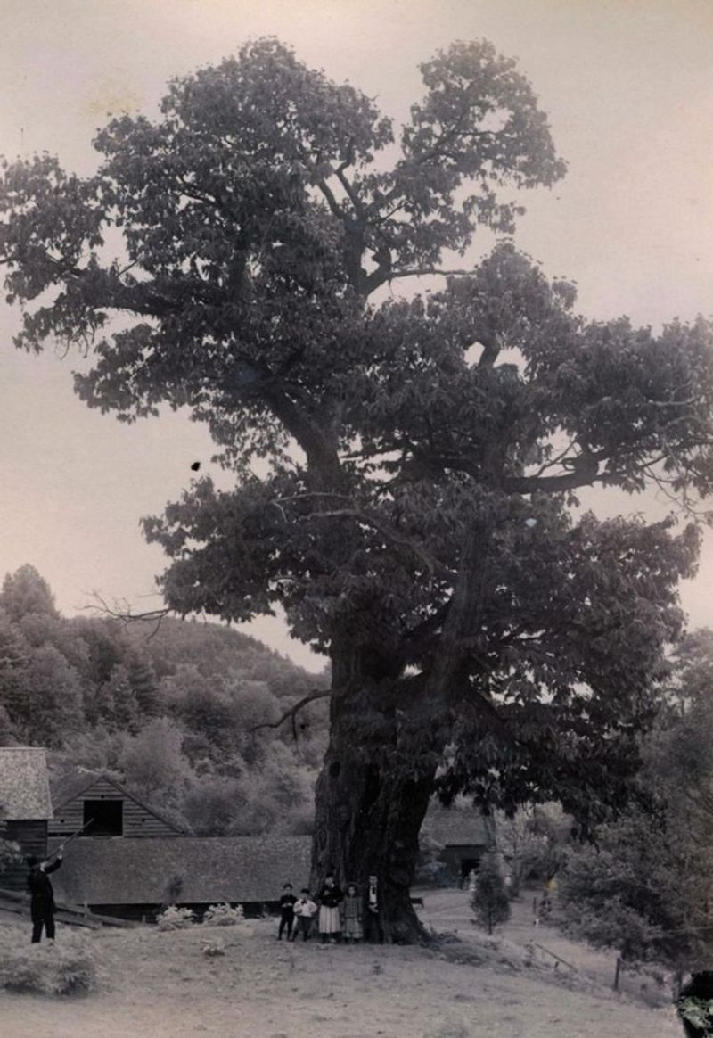 Blight Was First Discovered At What’s Now The Bronx Zoo