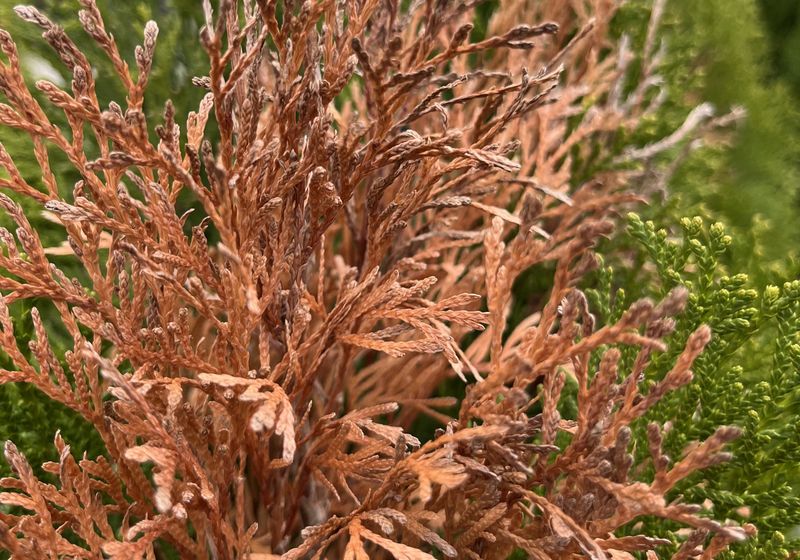 Blighted Arborvitae Branch Tips Point To Fungal Trouble Blighted Arborvitae Branch Tips Point To Fungal Trouble