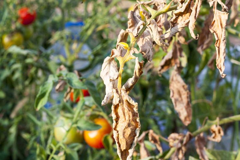 Blighted Tomato And Potato Vines Blighted Tomato And Potato Vines