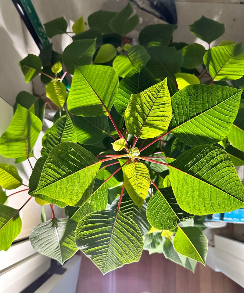 Block Porch Lights Near Your Florida Poinsettia